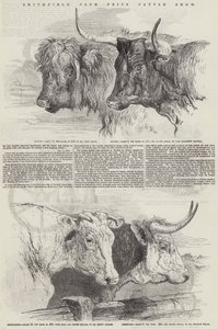 Smithfield Club Prize Cattle Show